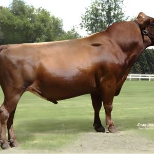 Aussie red
