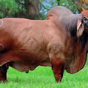 Brahman Rojo