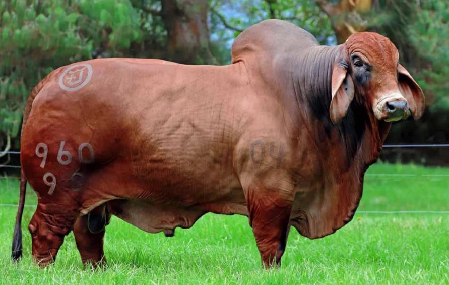 Brahman Rojo