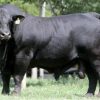 BRANGUS-PRODIAMANTE AgroSemex