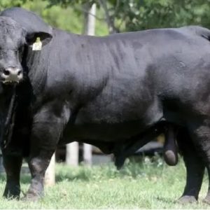 BRANGUS-PRODIAMANTE AgroSemex
