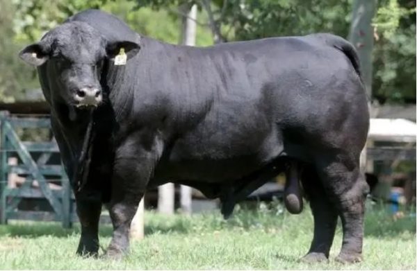 BRANGUS-PRODIAMANTE AgroSemex