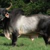 GUZERAT-JOIO-TABOQUINA Agrosemex