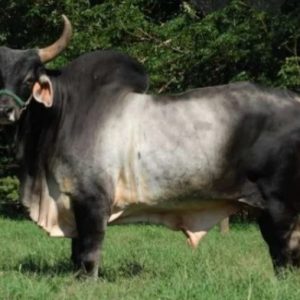 GUZERAT-JOIO-TABOQUINA Agrosemex