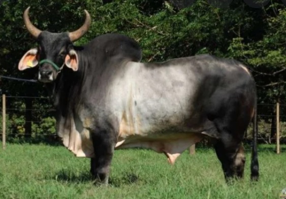 GUZERAT-JOIO-TABOQUINA Agrosemex