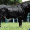 GYROLANDO-HALEY AgroSemex