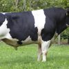 HOLSTEIN Agrosemex