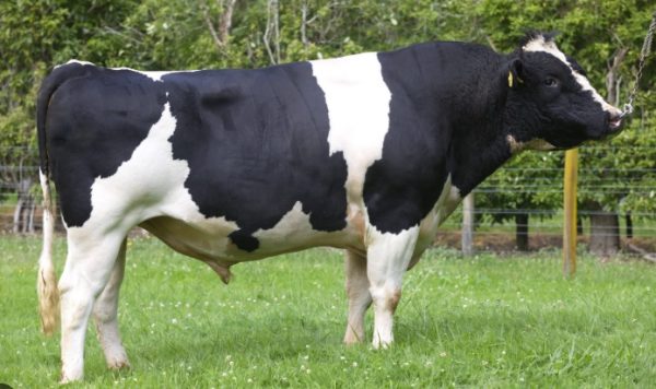 HOLSTEIN Agrosemex