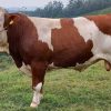 Simmental Agrosemex