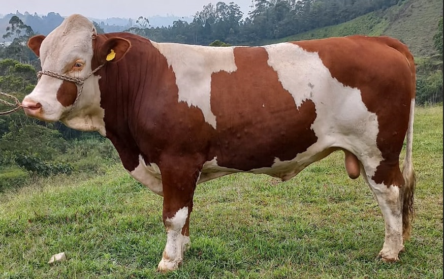 Simmental Agrosemex