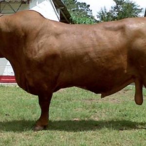 Senepol Agrosemex