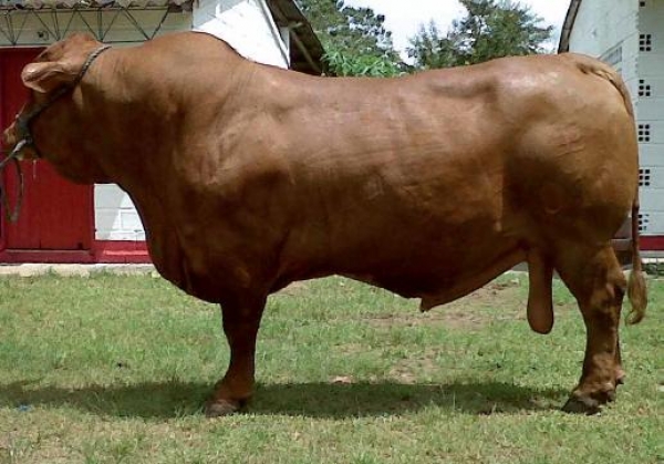 Senepol Agrosemex