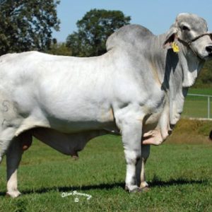 Brahman Blanco Importado
