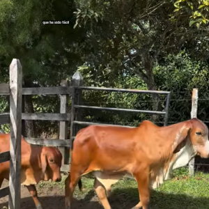 Venta terneros Brahman Rojo